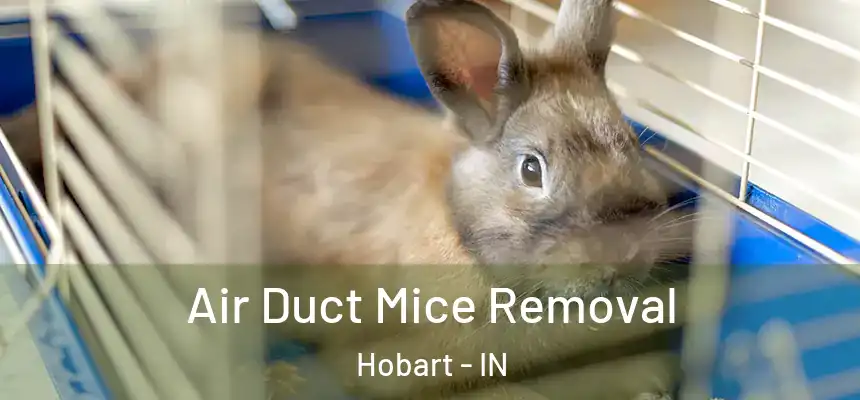  Air Duct Mice Removal Hobart - IN